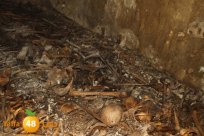 يافا: عام للكشف عن قبور جماعية في الكازاخانة - قضية تبحث لها عن لجنة تقصي للحقائق 